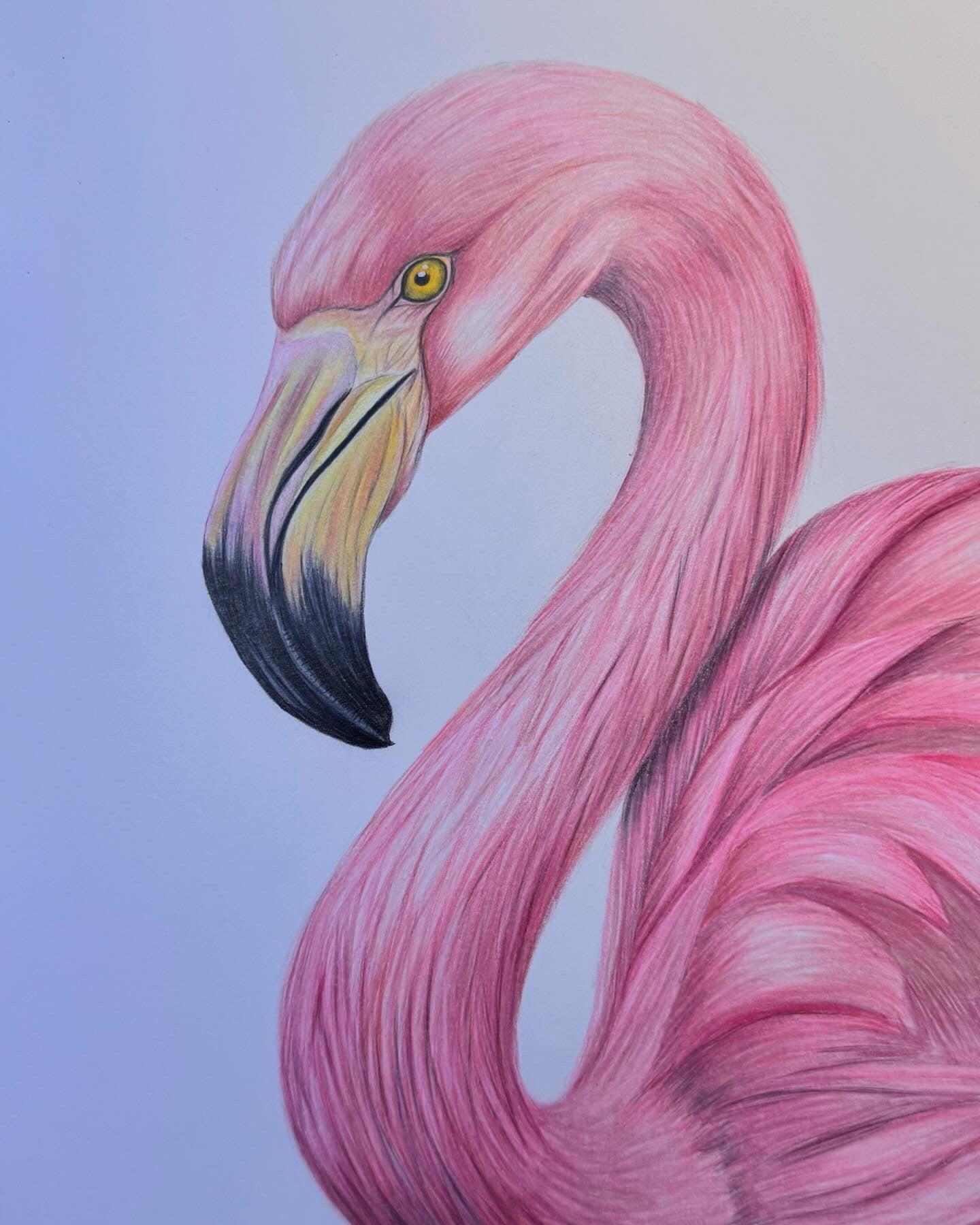 Flamingo Buntstiftzeichnung