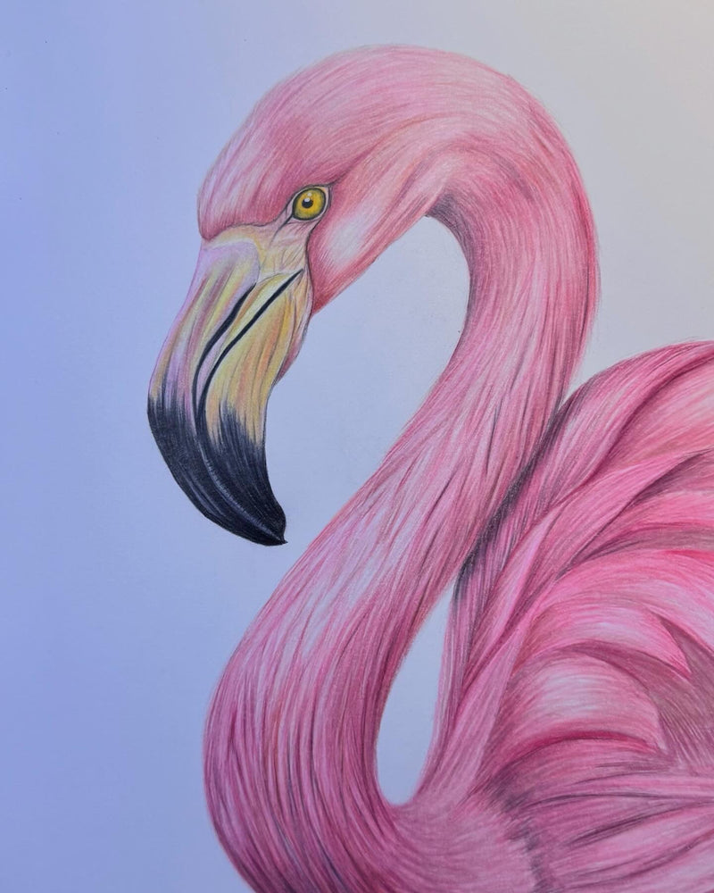 Flamingo Buntstiftzeichnung