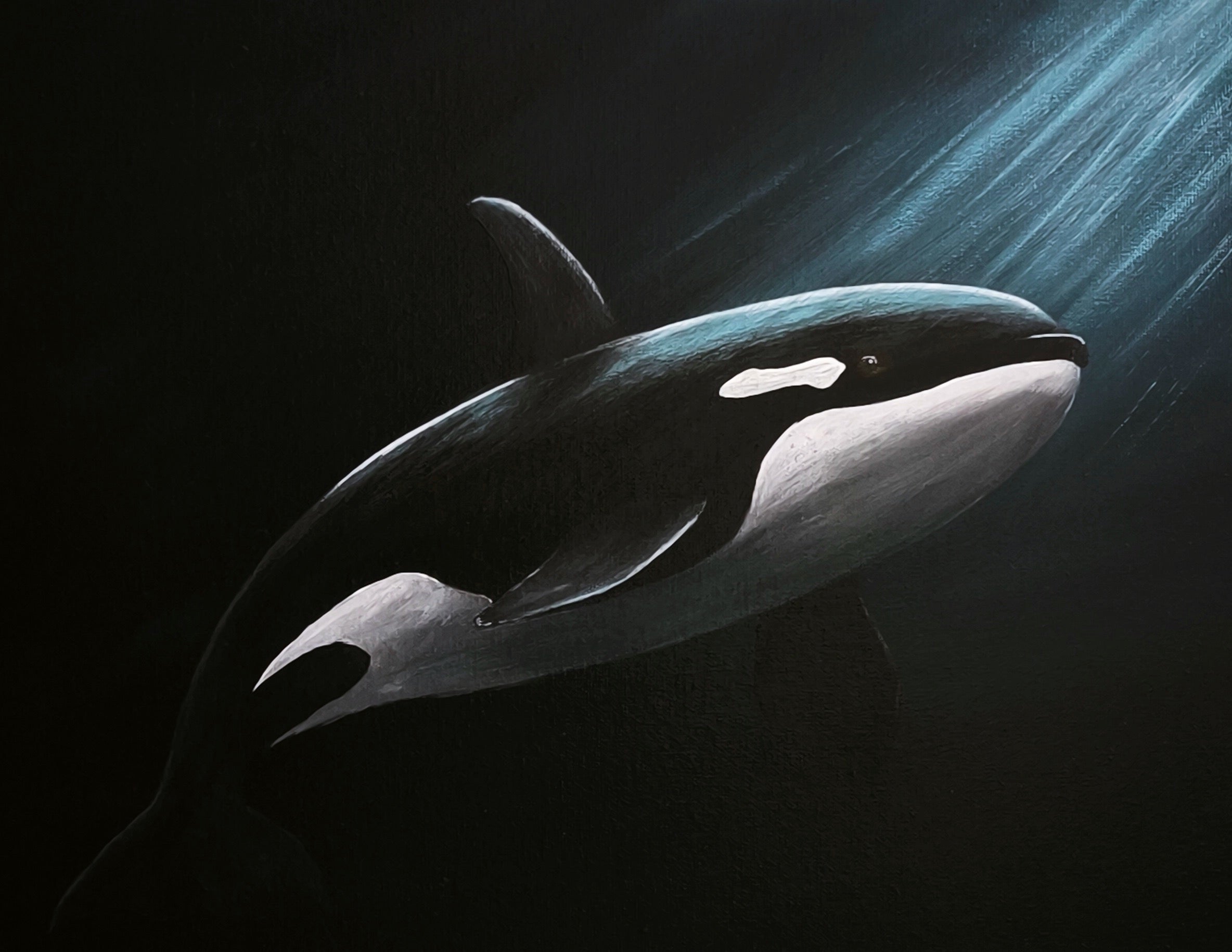 Poster "Orca"