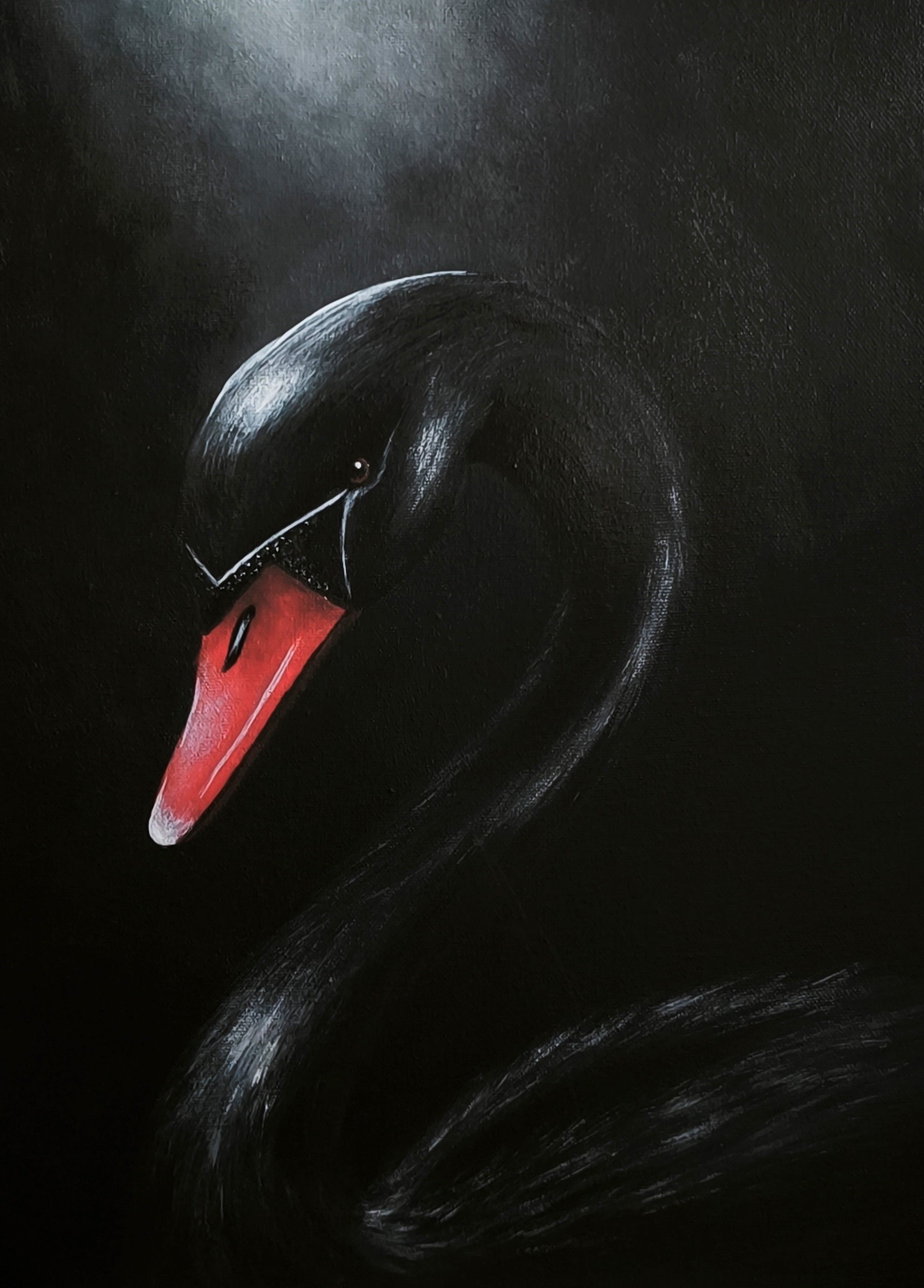 Postkarte "Schwarzer Schwan"