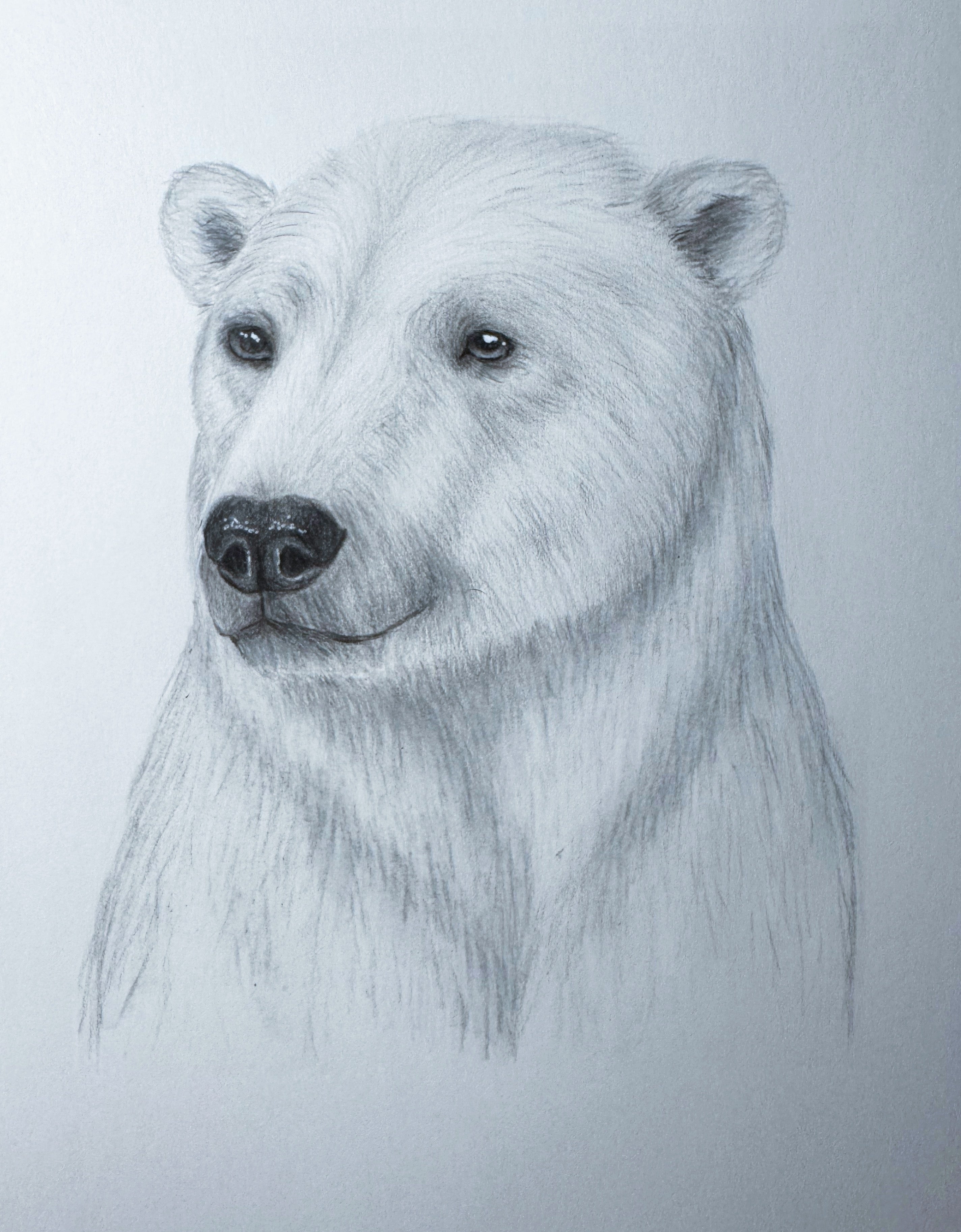Poster "Eisbär"